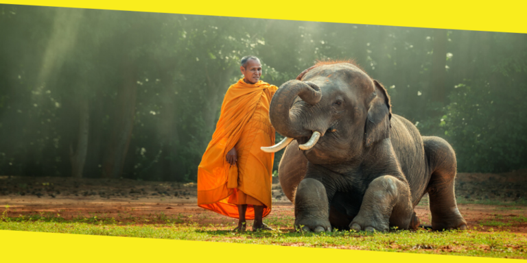 Support Elephant Nature Parks in Thailand
