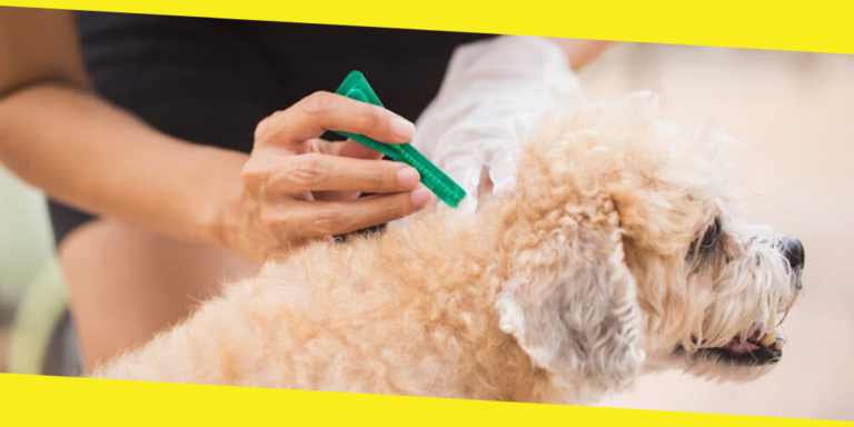 Why It is Important to Treat Your Dog Moxiclear
