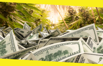 Cannabis Business Loans: What Questions Should You Ask Before Applying?