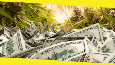 Cannabis Business Loans: What Questions Should You Ask Before Applying?