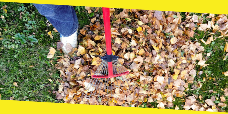 Need Extra Space? Expert Tips on Clearing Your Yard
