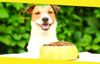 How to Choose the Right Food for Your Dog