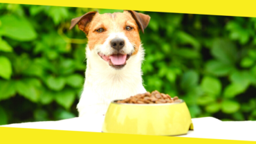 How to Choose the Right Food for Your Dog