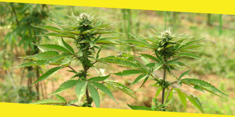Five Steps to Follow for Growing Cannabis