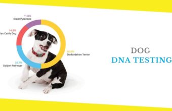 Everything You Need to Know About Dog DNA Testing