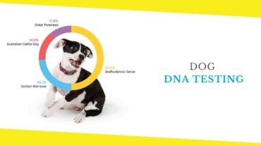 Everything You Need to Know About Dog DNA Testing