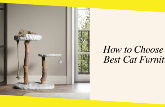 How to Choose the Best Cat Furniture?