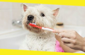 How to Choose the Best Toothbrush for Your Dog