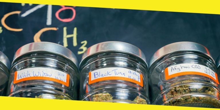 Things to Consider While Choosing an Online Dispensary