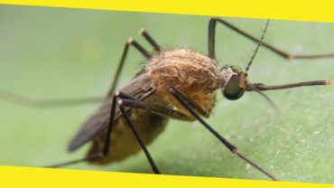 Diseases Transmitted by Insects and Pests