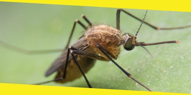 Diseases Transmitted by Insects and Pests