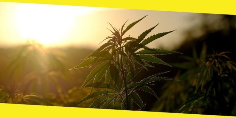 The Legacy of Legal Marijuana in California: Two Decades Later
