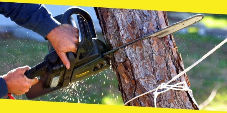 How to Choose the Best Tree Removal Service