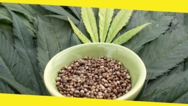 How Deep to Plant Marijuana Seeds