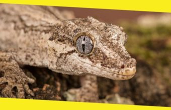 How to Feed and Take Care of a Gargoyle Gecko