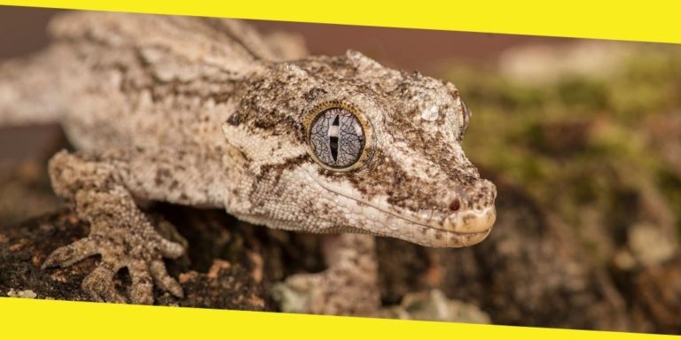 How to Feed and Take Care of a Gargoyle Gecko