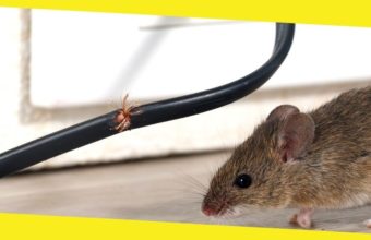 How to Get Rid of Mice in Your House?