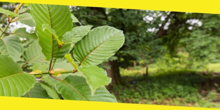 Kratom Compared to Coffee