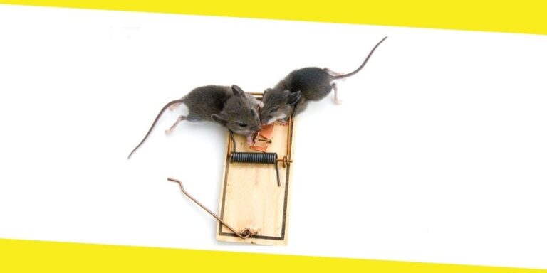 4 Ways to Get Rid of a Mouse