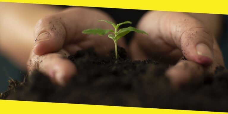 Can You Legally Grow Marijuana At Home?