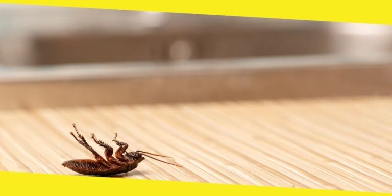 How To Identify Signs of Pest Activity In Your Home