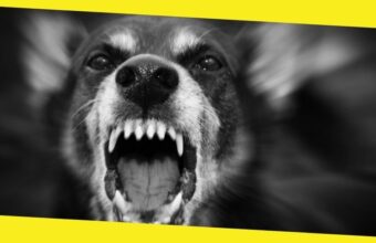 What to Do if Your Dog Starts Barking at Night All of a Sudden 