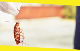 3 Effective Ways to Get Rid of Cockroaches