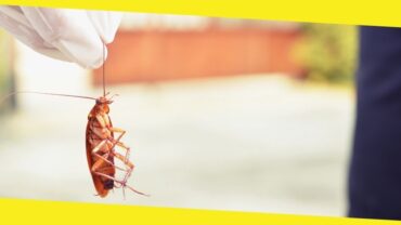 3 Effective Ways to Get Rid of Cockroaches