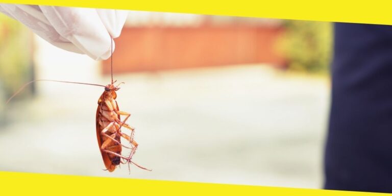 3 Effective Ways to Get Rid of Cockroaches
