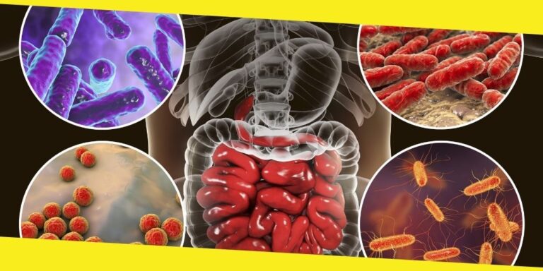 How Good Gut Health Improves Vitamin D Absorption