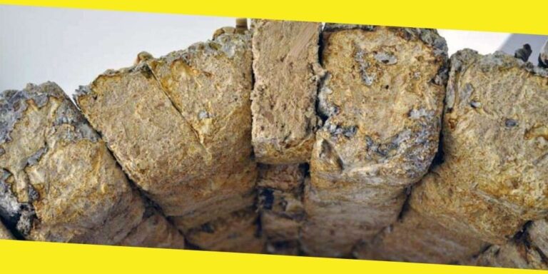 Mushrooms Bricks Can Replace Concrete