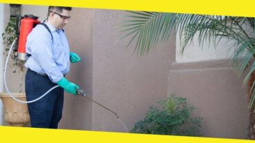 How to Keep Your Homes Safe and Secure from Pest in Boise?