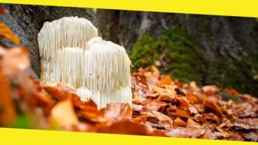 What Is the Lion’s Mane Mushroom and Why Is It Beneficial to Your Health? 