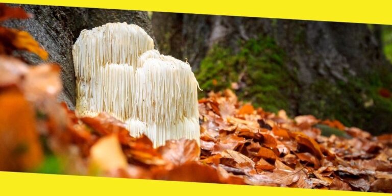 What Is the Lion’s Mane Mushroom and Why Is It Beneficial to Your Health? 