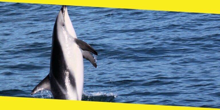 The Best Spots to Hit on Your Next Whale Watching Trip
