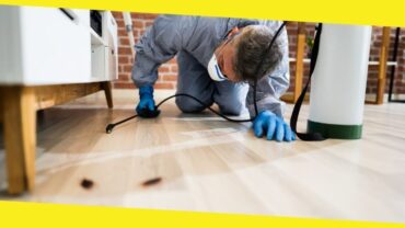 Why You Need Pest Control Services