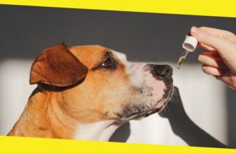 All About CBD For Your Dog