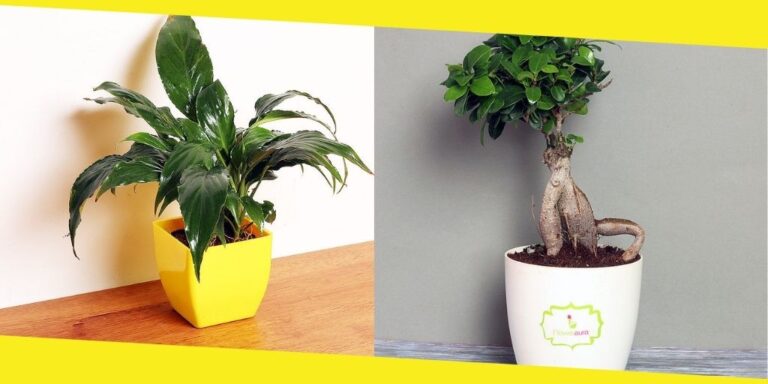 Top 6 Indoor Plants You Should Go for