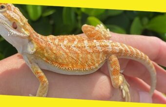 How Much Does a Pet Lizard Cost?