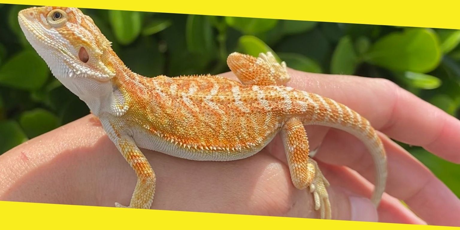 How Much Does a Pet Lizard Cost?