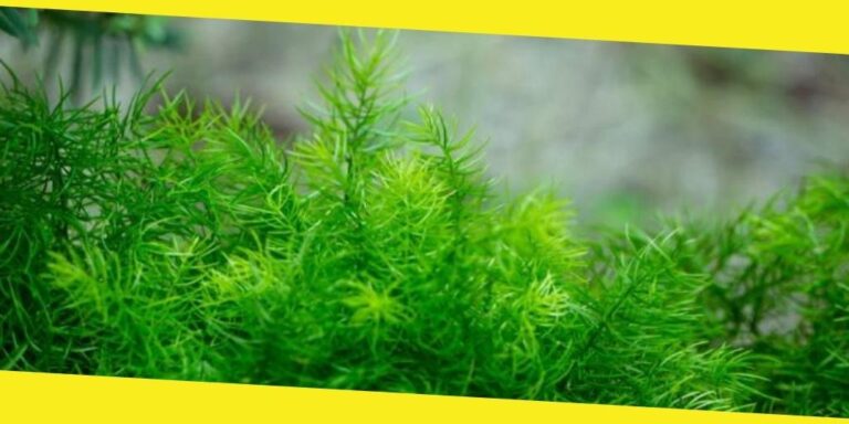 The Reason Why Foxtail Fern Is An Attention Catcher As A Plant