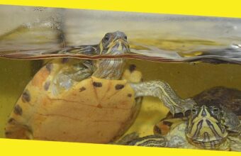 Top Tips for Purchasing a Turtle Tank Online