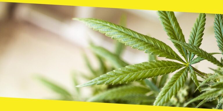 What Are the Benefits of Cannabis in Plant-based Therapy?
