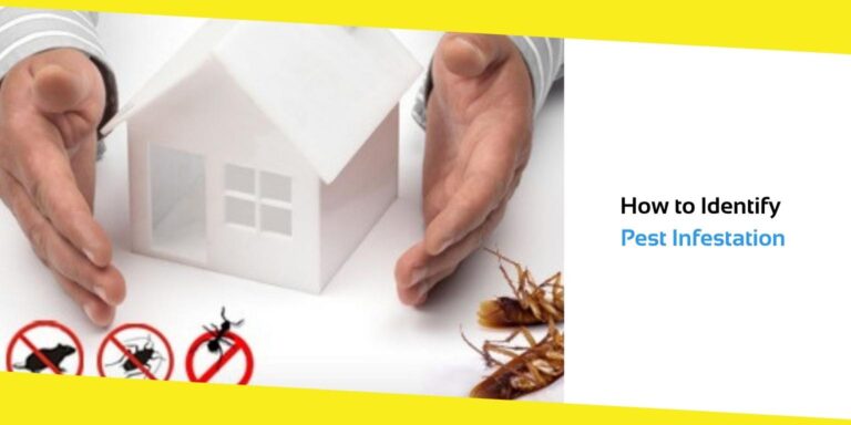 How to Identify Pest Infestation in Georgetown Houses?