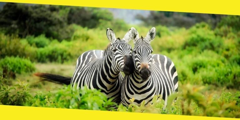 7 Romantic Places in Africa for a Safari Honeymoon
