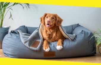 How To Select the Right Dog Bed for Your Pet