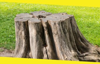 Why You Must Dig Out Old Tree Stumps