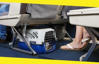 Flying with Pets: The Best Tips for Flying