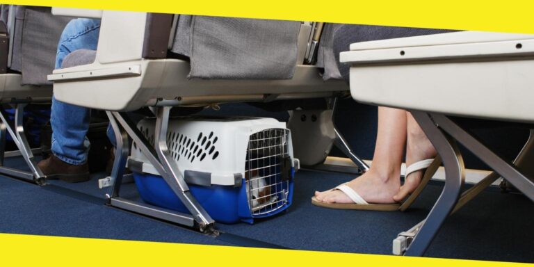 Flying with Pets: The Best Tips for Flying