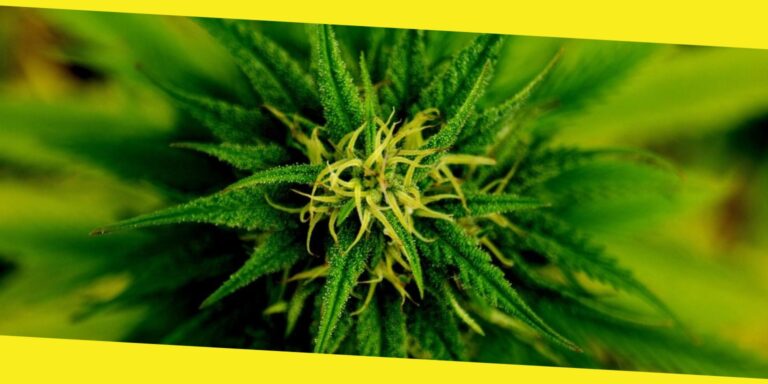 The Best Bongs For Smoking Marijuana